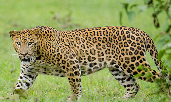 panic-in-peruvanthanam-leopard-appears-before-rubber-tappers-one-hospitalized