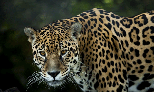 jaguar-hunting-techniques