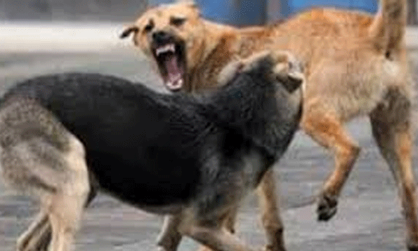 booth-level-officer-bitten-by-pet-dog