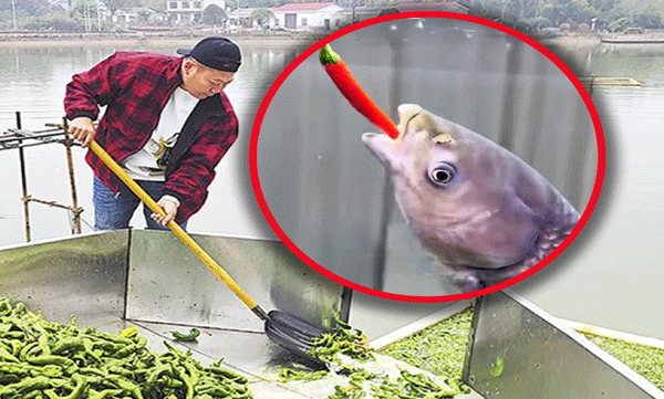 chinese-pond-owner-feeds-fish-5-000-kg-of-chilli-peppers-daily-to-boost-flavour-they-taste-better
