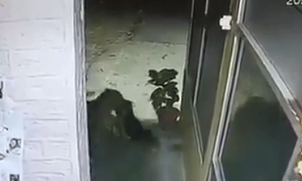 viral-video-leopard-entered-the-police-station-then-bit-a-dog-and-ran-away-a