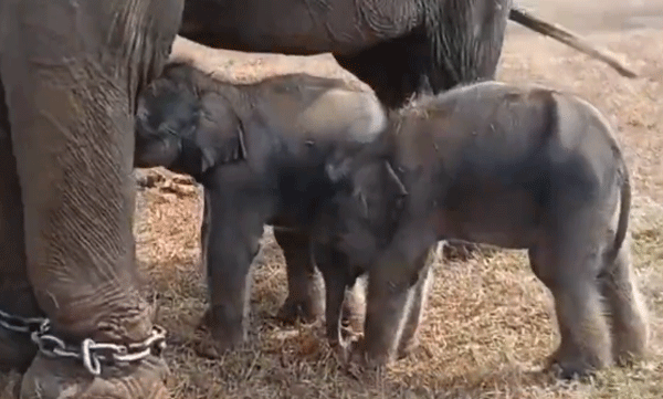 viral-video-57-year-old-elephant-anarkali-gives-birth-to-twin-calves