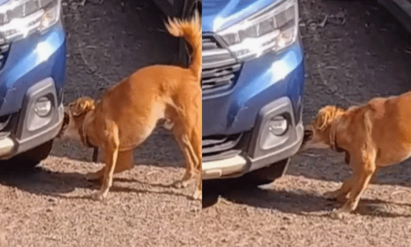 owner-identified-her-missing-pet-in-viral-video-of-dog-attacking-car