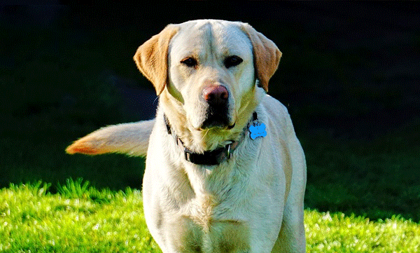 missing-pet-dog-reunited-with-owner-after-3-months-found-1500km-away-in-china