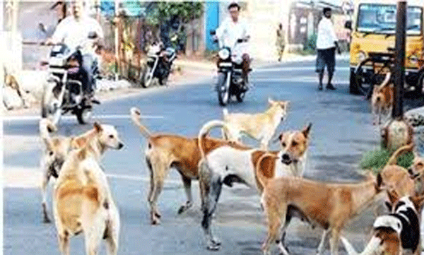 stray-dog-attack-four-year-old-boy-injury-palakkad