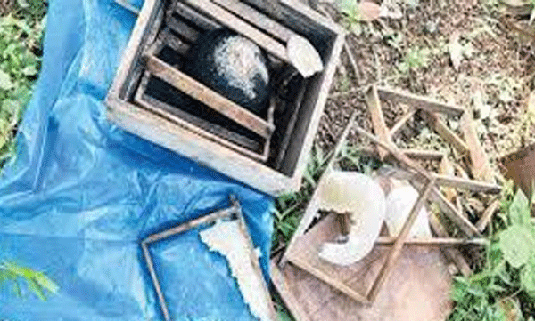 bear-returns-in-amarambalam-destroys-beehives-early-morning-attack
