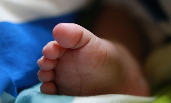 Stray dogs help baby abandoned at birth