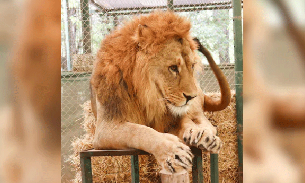 lion-attacks-and-kills-teenager-at-brazilian-zoo-shocking-video-footage