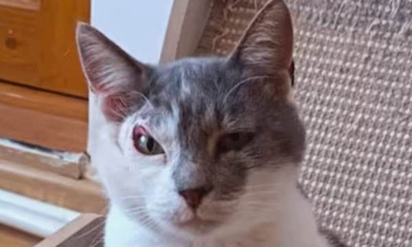 marley-homeless-cat-with-suspicious-look-struggles-to-find-adopter