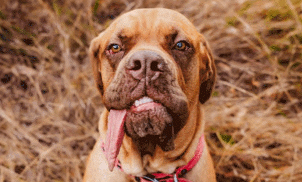 longest-dog-tongue-record