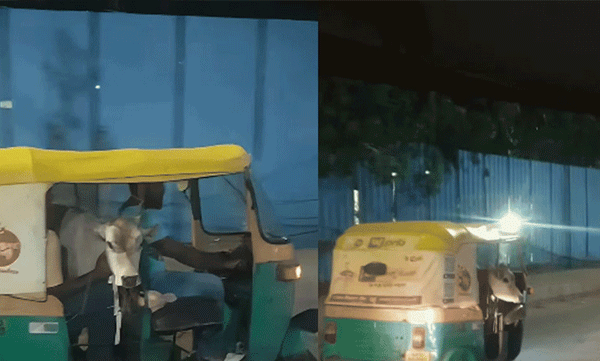 bangalore-auto-cow