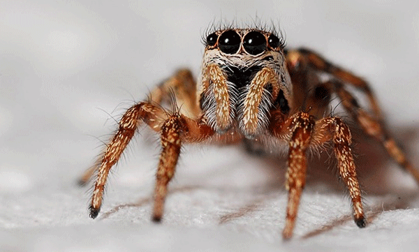 spider-different-species
