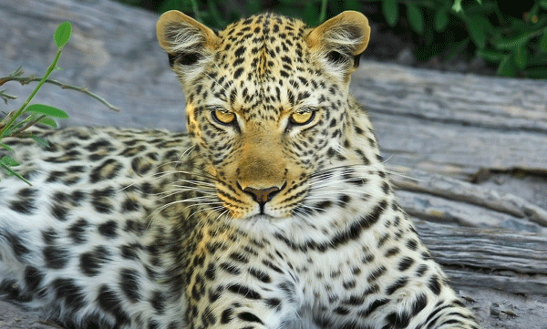 maharashtra-tiger-attack-prevention