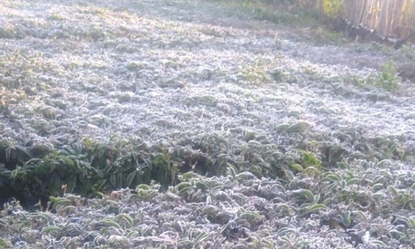 Munnar, a tourist destination, is blanketed by cold; temperature drops to three degrees