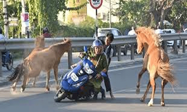 stray-horses-collides-with-two-wheeler-in-coimbatore