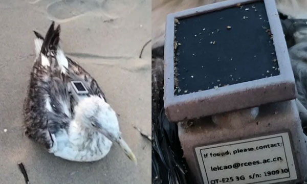 Seagull With GPS Tracker Of Chinese Institute Found On Karnataka Coast