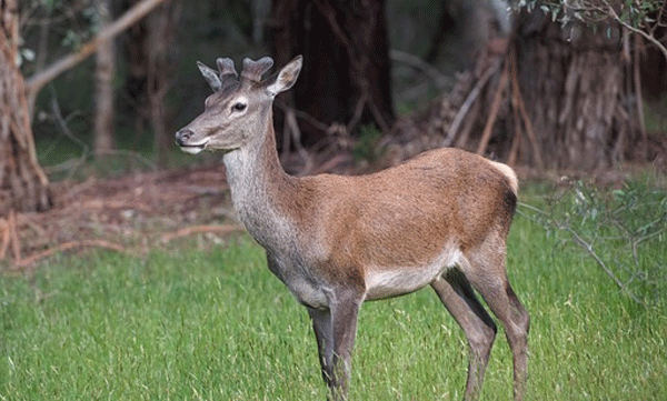 deer-rescue-plapally-sabarimala