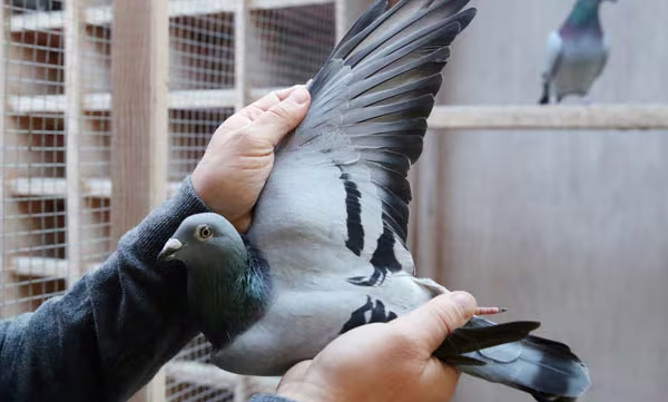 racing-pigeons-belgium-china