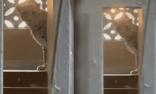 mumbai-leopard-apartment