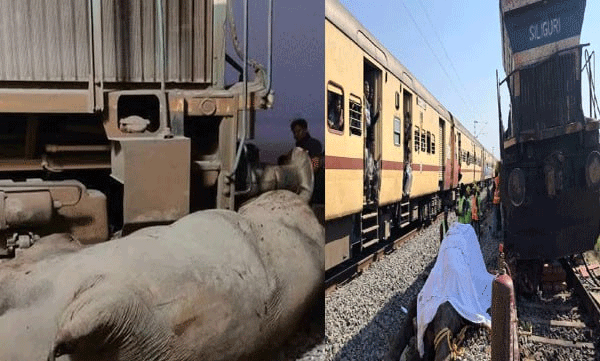 elephants-killed-assam-train-accident-details