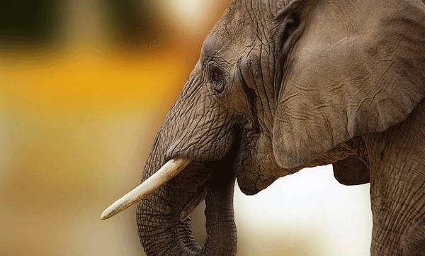 three-arrested-for-elephant-killing-in-sri-lanka.