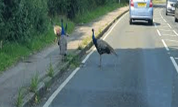 video-cafe-magazine/viral-video-peacock-controls-traffic-on-mysore-ooty-road