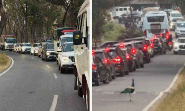 viral-video-peacock-controls-traffic-on-mysore-ooty-road