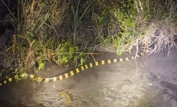 ifs-officer-shares-video-of-highly-venomous-snake-in-india-goes-viral