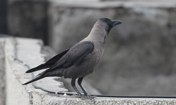 do-you-feed-crows-regularly-you-will-see-a-miracle-happening-in-your-home-environment