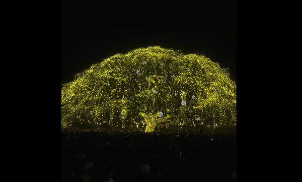 kochi-christmas-tree