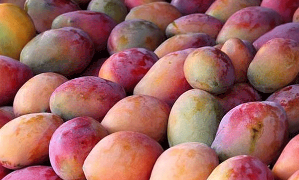 premium-mango-price-japan