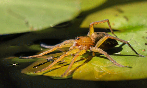 fish-catching-spider