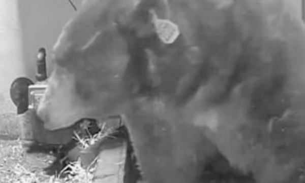 state-fails-to-remove-550-pound-bear-stuck-under-home-man-threatens-lawsuit