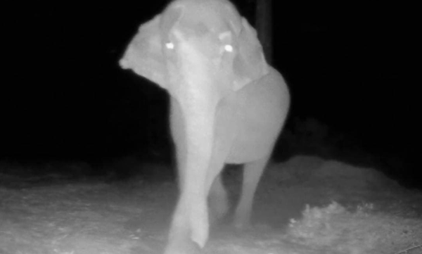 viral-video-elephant-rips-off-camera-ifs-officer-shares-video