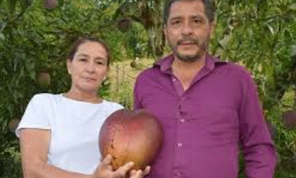 worlds-heaviest-mango