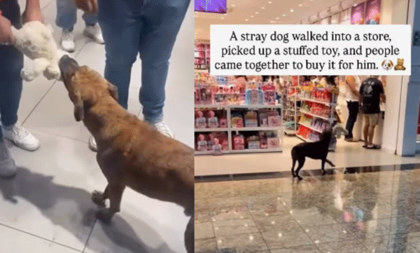street-dog-grab-toy-from-mall-shoppers-collect-money-to-buy-it-for-him-video
