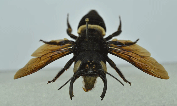 wallaces-giant-bee-rediscovered