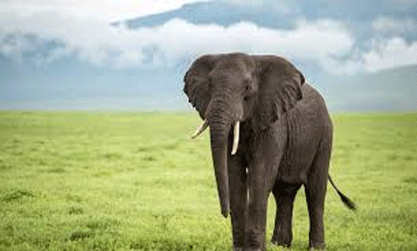 shocking-video-six-month-old-baby-sit-down-on-elephant-trunk-in-alappuzha