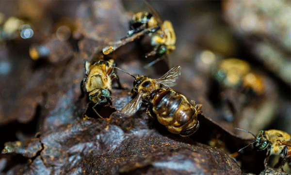 amazon-stingless-bees-legal-rights