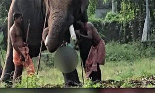 father-arrested-for-behaving-recklessly-with-toddler-near-elephant