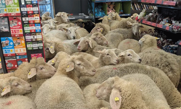 flock-of-sheep-entered-in-bavaria-super-market