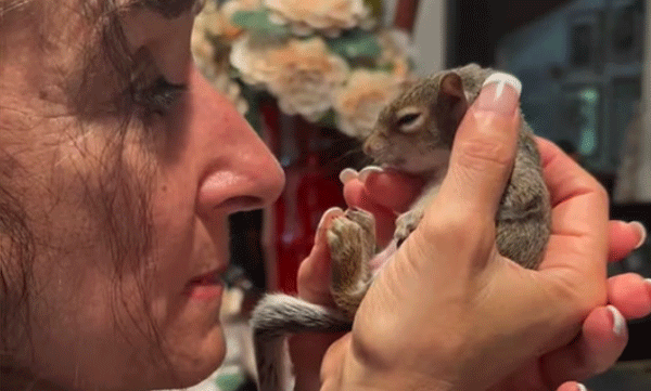 mr-peaches-squirrel-rescue-socialmedia-star