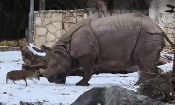 viral-video-deer-attacks-a-huge-rhinoceros-with-its-forehead