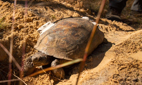 gopher-tortoise-ecosystem-engineer
