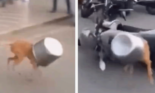 viral-video-dog-breaks-glass-door-after-getting-its-head-stuck-in-food-bowl