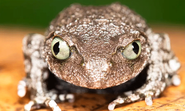 new-frog-species-arunachal-journalist-somanath