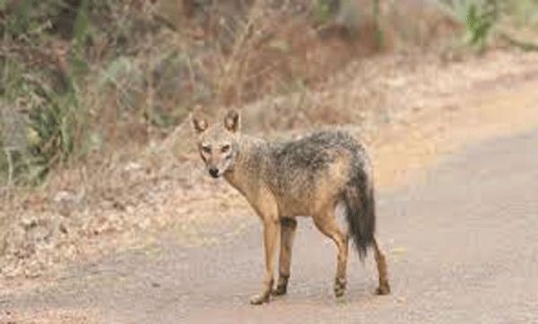 varapuzha-residents-troubled-by-jackal-menace