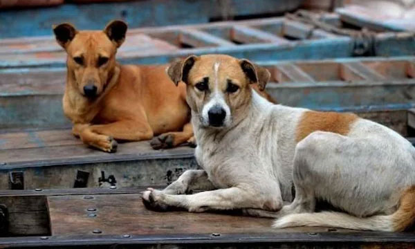 More than 500 stray dogs killed in a week; huge controversy erupts in Telangana