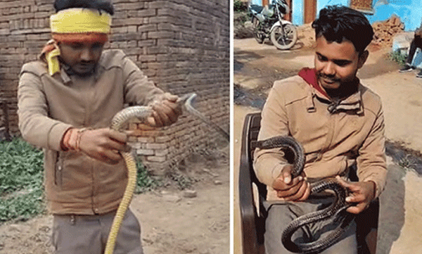 black-cobra-handling