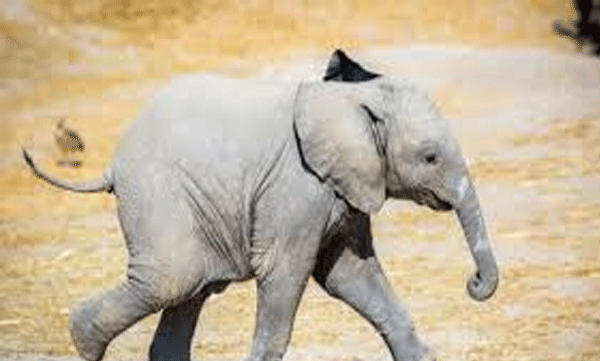 baby-elephant-died-after-swallowing-the-explosive-in-odisha